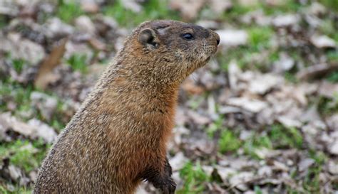 Groundhog Day 2025 online